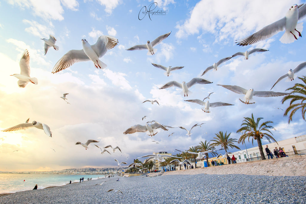 Mug Nice Les mouettes Collection Nice par Caesa Picsproduction